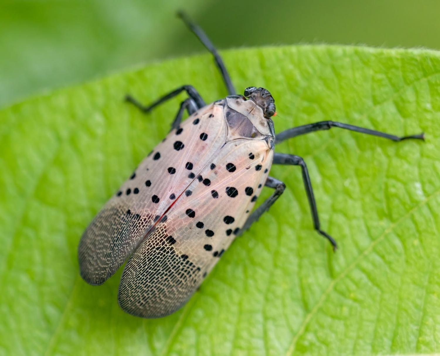 spotted-lanternflies-what-you-can-do-about-them-the-viking-saga